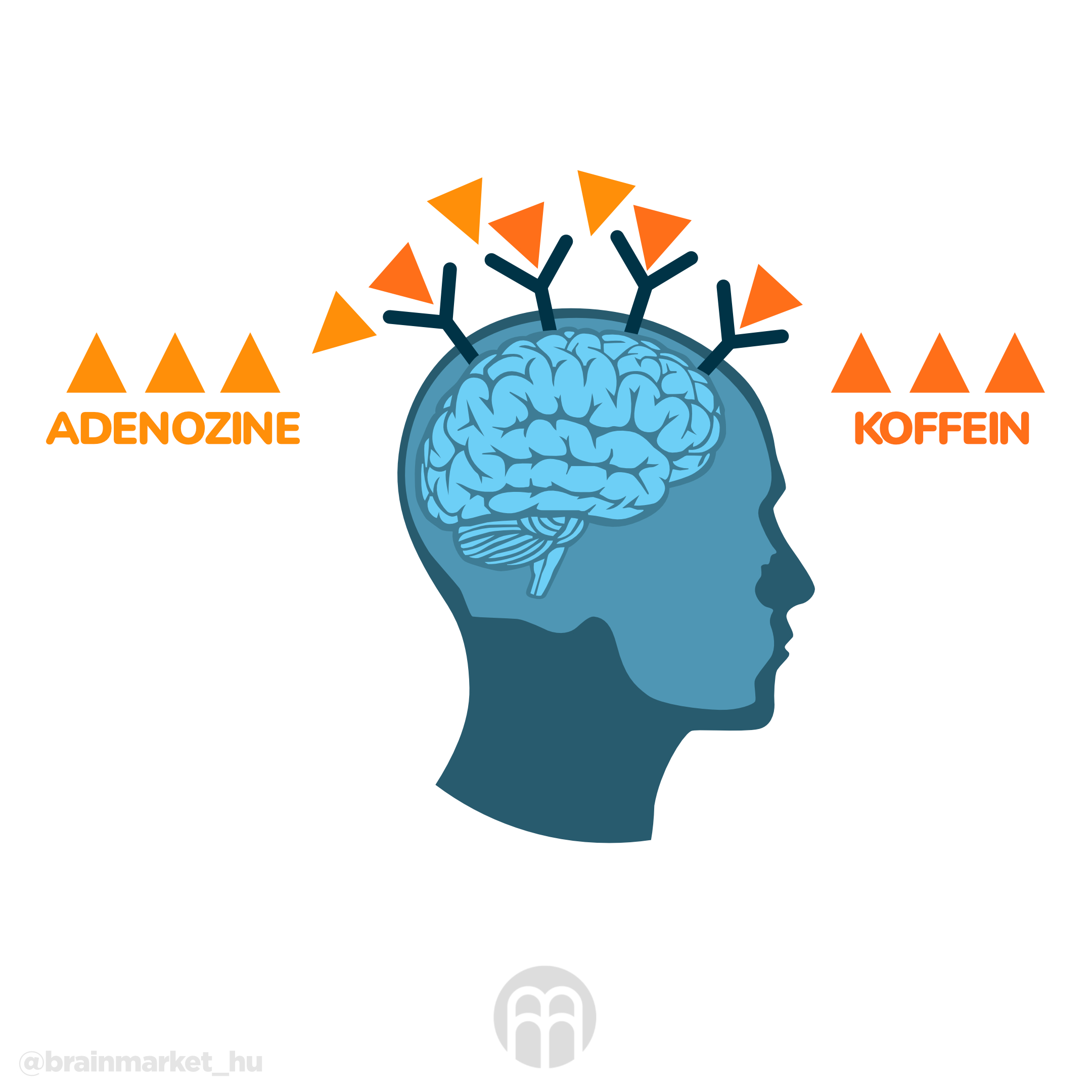 ADENOSINE A KOFEIN_infografika_hu